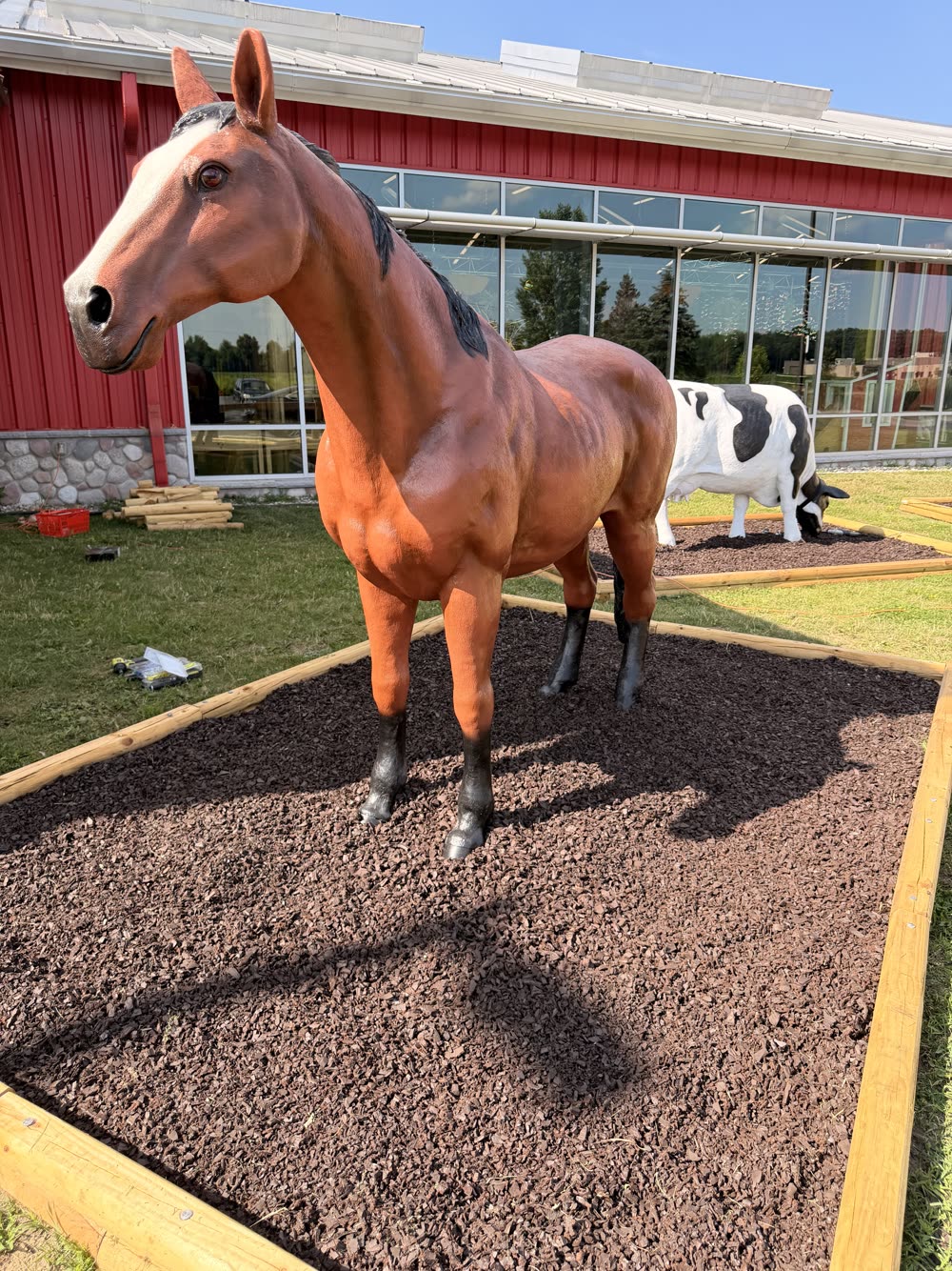 The Front Yard Farm's horse and cow settling into their new garden bed